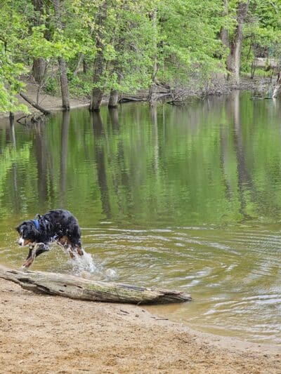 Soldan Dog Park - Lansing, MI