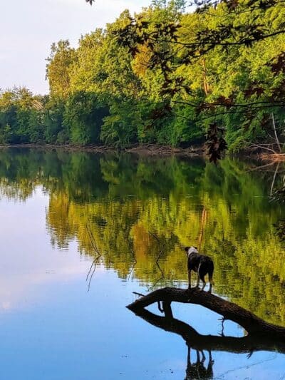 Soldan Dog Park - Lansing, MI