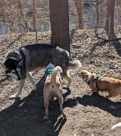 Soldan Dog Park - Lansing, MI