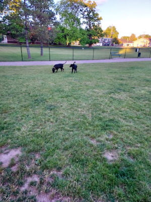 Rotary Park/Lapeer Dog Park