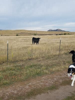 Devon’s Dog Park