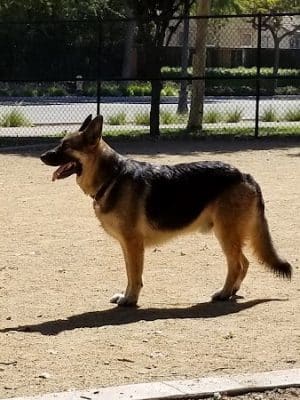 Lathrop Dog Park - Lathrop, CA
