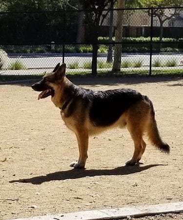 Lathrop Dog Park - Lathrop, CA