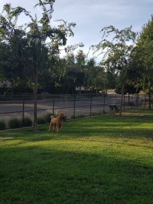 Lathrop Dog Park - Lathrop, CA