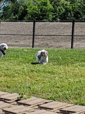 Lathrop Dog Park - Lathrop, CA