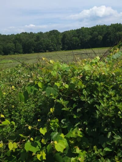 Cash Lake Trail - Laurel, MD