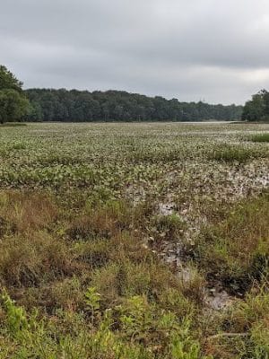 Cash Lake Trail