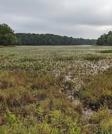 Cash Lake Trail