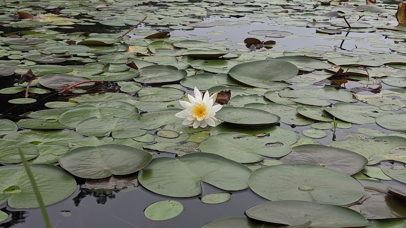 Cash Lake Trail - Laurel, MD