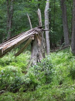 Cash Lake Trail