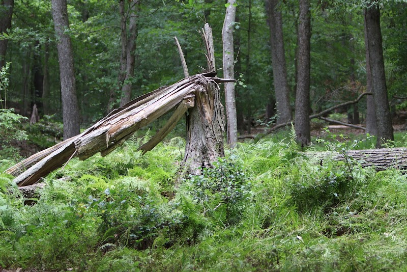 Cash Lake Trail - Laurel, MD