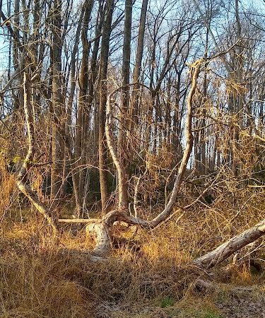 Hammond Park