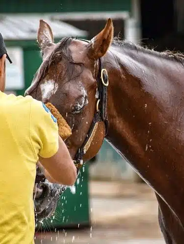 Laurel Park