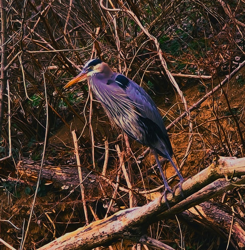 Laurel Riverfront Park - Laurel, MD
