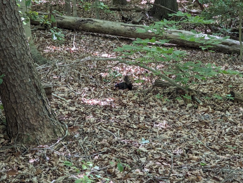 Pheasant Run Community Park - Laurel, MD