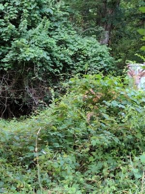 Pheasant Run Community Park