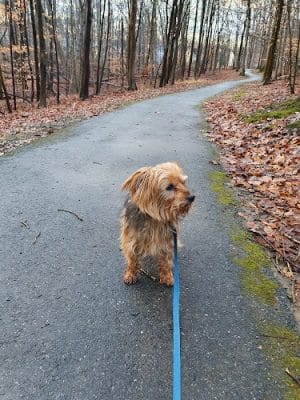Pheasant Run Community Park
