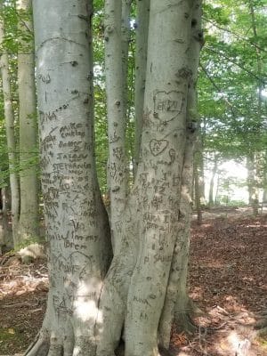 Pheasant Run Community Park