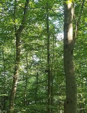 Pheasant Run Community Park