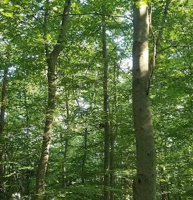 Pheasant Run Community Park