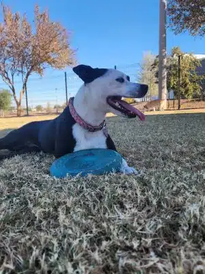 Cesar Chavez Dog Park