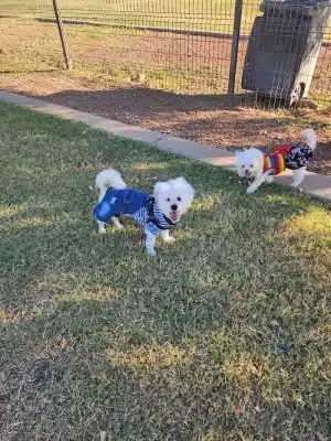 Cesar Chavez Dog Park