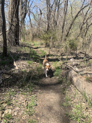 OFF-LEASH DOG PARK AT RIVERFRONT PARK