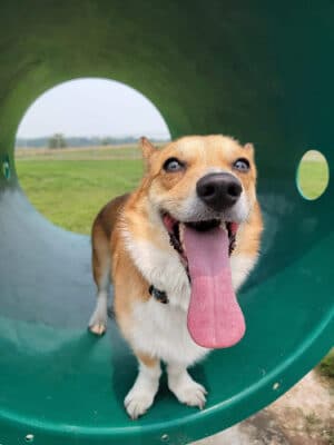 Le Mars Dog Park