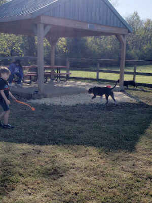 Dog Park