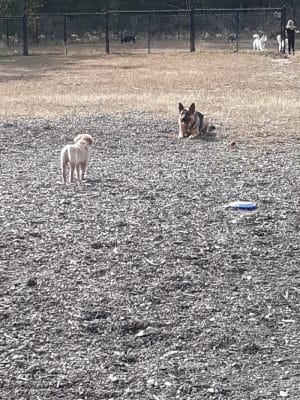 Friend Lee Pets Dog Park