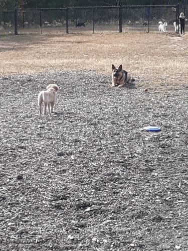 Friend Lee Pets Dog Park