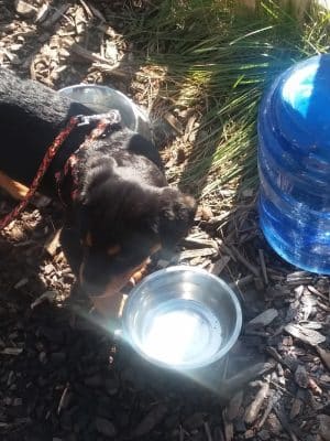 Friend Lee Pets Dog Park