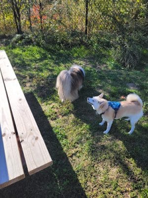 Friend Lee Pets Dog Park