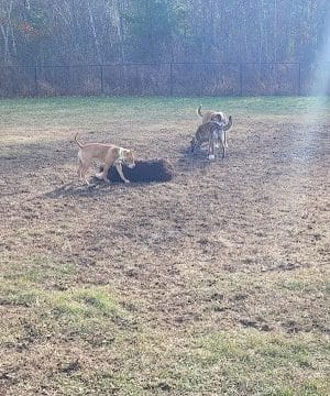 Friend Lee Pets Dog Park