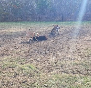 Friend Lee Pets Dog Park