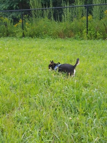 Friend Lee Pets Dog Park