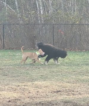 Friend Lee Pets Dog Park