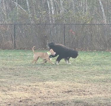 Friend Lee Pets Dog Park