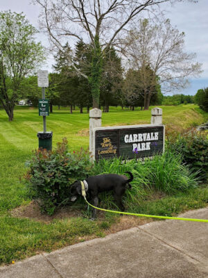 Carrvale Park