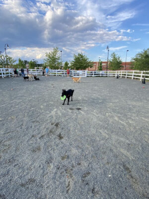 Dog Park
