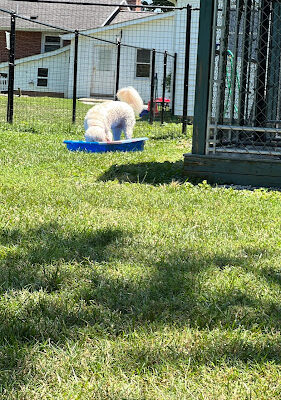 Sniff Spot Peaceful Acre Private Dog Park