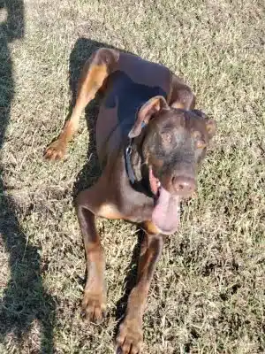 Waggin' Tails Dog Park