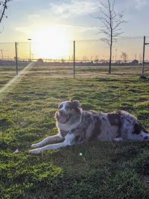Waggin' Tails Dog Park