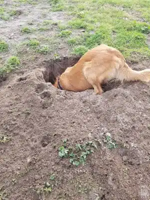 Waggin' Tails Dog Park