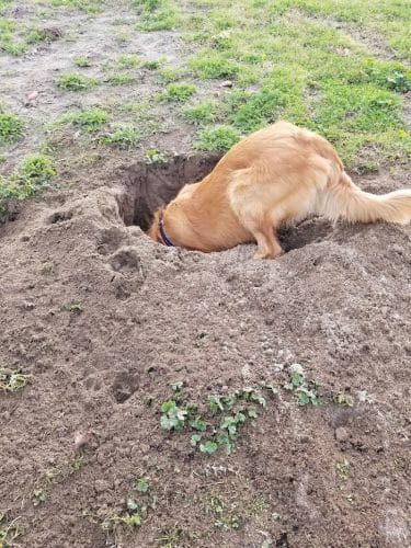 Waggin' Tails Dog Park