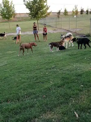 Waggin' Tails Dog Park