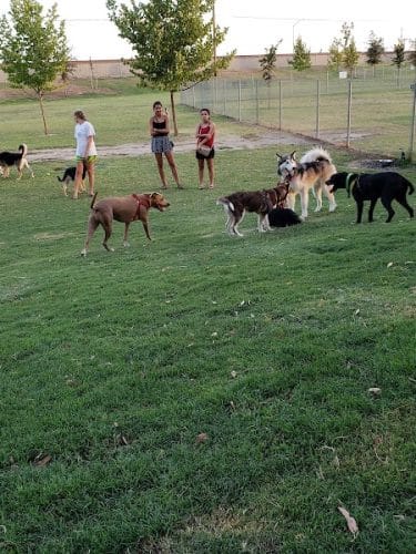 Waggin' Tails Dog Park
