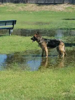 Waggin' Tails Dog Park