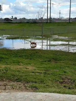 Waggin' Tails Dog Park