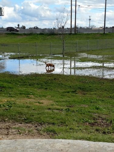 Waggin' Tails Dog Park